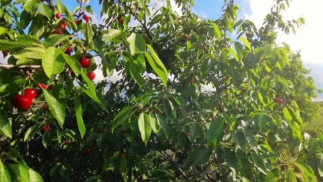 leckere reife rote Kirschen am Kirschbaum mit leicht im Wind wiegenden Bl&auml;ttern - Fr&uuml;chte, gesund, vitaminreich, Kirschernte, lecker, saftig, windig, Sommer, Garten