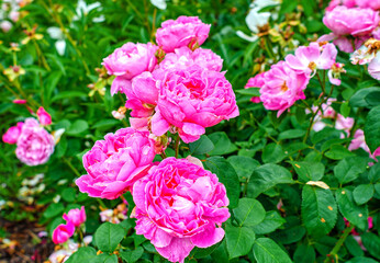 Pink roses in garden on background of green leaves