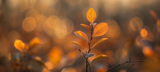 soft focus with bokeh morning wild foliage yellow tree branch forest lush and quiet, beautiful nature autumn background with copy space
