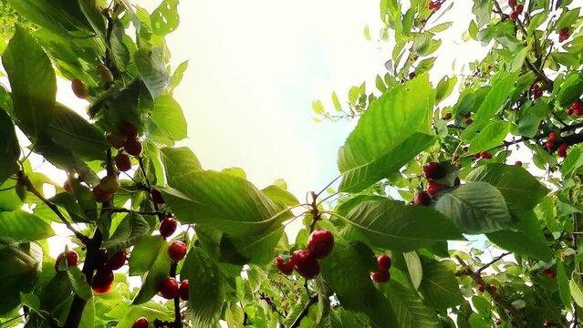 leckere reife rote Kirschen am Kirschbaum mit leicht im Wind wiegenden Bl&auml;ttern - Fr&uuml;chte, gesund, vitaminreich, Kirschernte, lecker, saftig, windig, Sommer, Garten