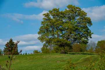 A maple tree on a grass hill in the spring