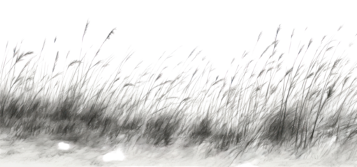 PNG  Grass field backgrounds plant tranquility.