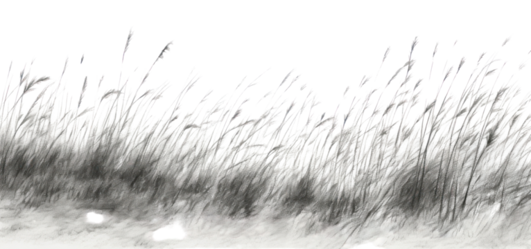 PNG  Grass field backgrounds plant tranquility.