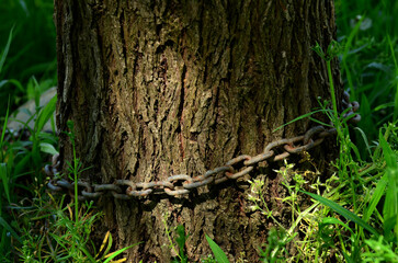 A tree with a chain