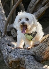 White fluffy fur dog standing on a tree branch. The dog is wearing a green harness. The background is composed of trees and vegetation, suggesting an outdoor environment. Summer Day