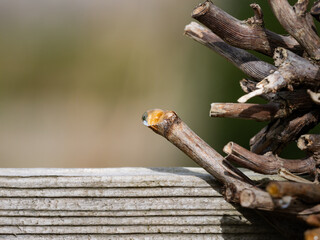 Plant sap on a cut twig. The water droplet is a sign of life. Close up of the cut surface. Gardening during the early spring season.