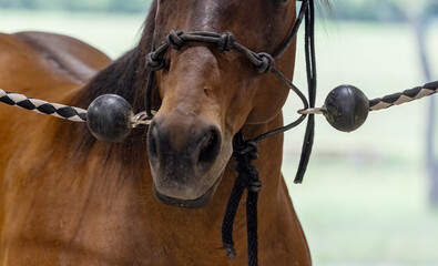Bay horse on cross-ties with rubber ball