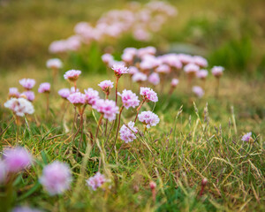 Sea Thrift