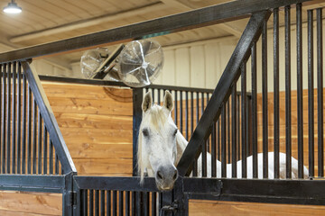 Grey horse in barn looking over door in a stall © Terri Cage 