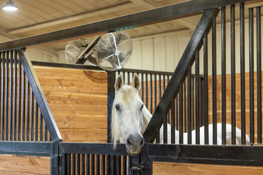 Grey horse in barn looking over door in a stall