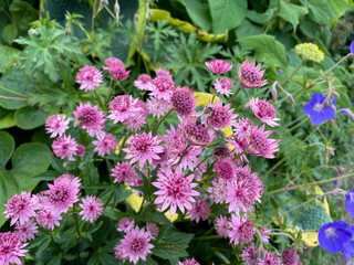 Beautiful blooming pink purple Astrantia major decorative flowers and bee insect close up in summer...