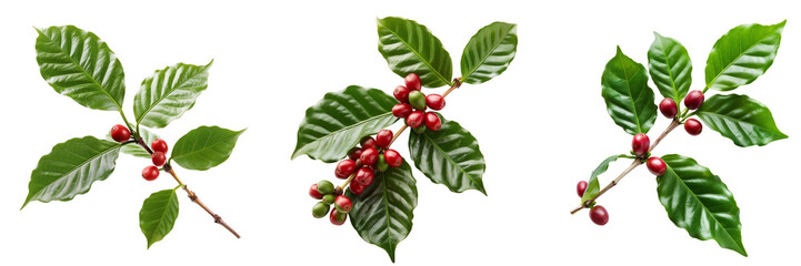 set of coffee plant branch with beans isolated on transparent background