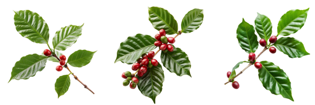 set of coffee plant branch with beans isolated on transparent background