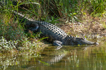 North American alligator in a North Carolina swamp