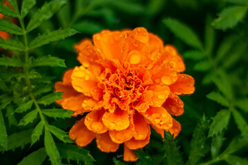 A vibrant orange marigold adorned with water droplets contrasts against lush green foliage. The rich texture of the petals conveys freshness and natural beauty.