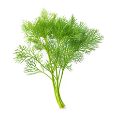 Dill isolated on white background, full depth of field, clipping path 