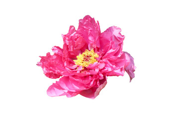 pink peony flower isolated