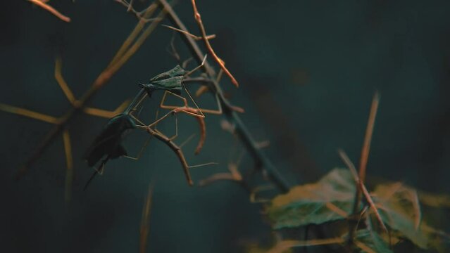 Stick insect bugs in branches close-up macro shot animal footage