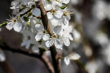 The fruits blossom in spring. 