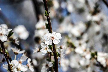 The fruits blossom in spring. 