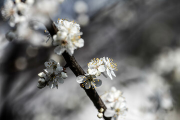 The fruits blossom in spring. 