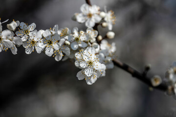 The fruits blossom in spring. 