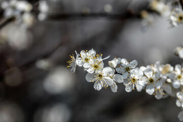 The fruits blossom in spring. 