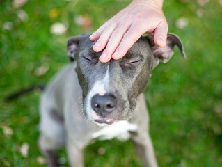 A person petting a Pit Bull Terrier mixed breed dog on its head