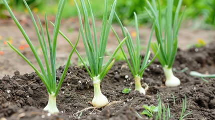 Young Onion Plants for Vegetable Garden Planting