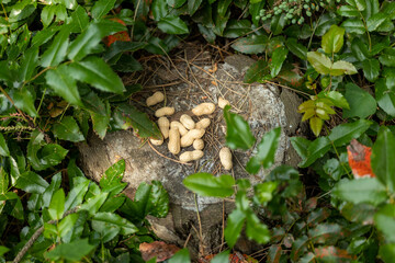 Peanuts as a treat for a squirrel on a tree stump