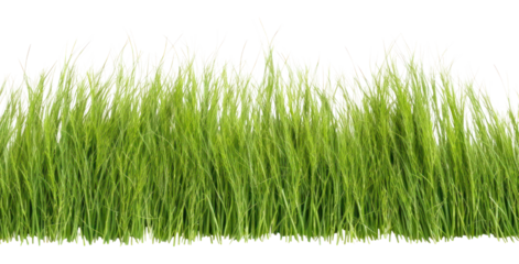 PNG Realistic seamless Tall Fescue grass border plant lawn white background.