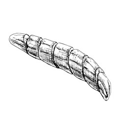 Banana slice without peeled. Vintage vector hatching black illustration