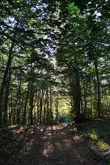 A road through the forest