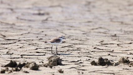 A lonely little shore bird (kentish plover) on a dried and cracked lake bed