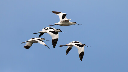 Obraz premium 4 black and white birds (avocet) flying in a formation on a blue sky backgropund