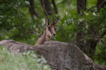 Isard joue à cache-cache