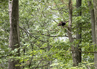 turkey vulture in the forest eating dead animal (tree grass woods) large bird of prey scavenger