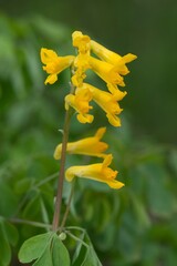 Macro shot of yellow corydalis (pseudofumaria lutea) flowers in bloom