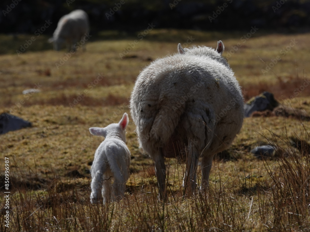 Wall mural Sheep and Lamb in the Highlands of Scotland