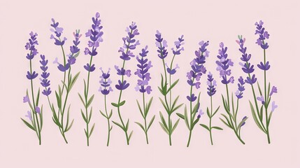 Naklejka premium A line of lavender flowers on a pink backdrop, labeled Lavender