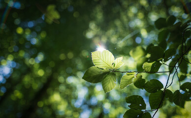 Branch with green leaves of a beech tree in the sun. Shallow depth of field. nature background.