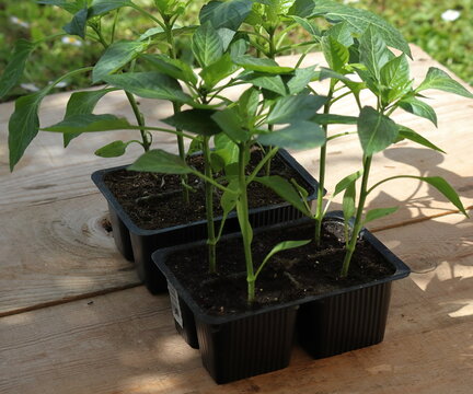 Piantine di peperone pronte per piantare in giardino.