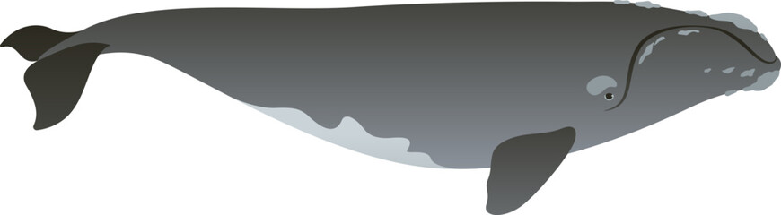 Realistic color vector illustration of right whale. Wild animal graphic. Marine mammal isolated on white background. Wild ocean life of the world. © Anastasiia Neibauer