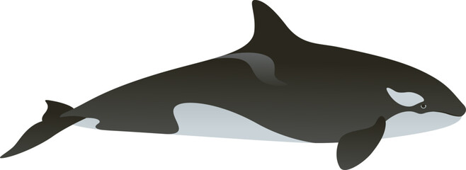 Realistic color vector illustration of black and white orca or killer whale. Wild animal graphic. Marine mammal isolated on white background. Wild ocean life of the world. © Anastasiia Neibauer
