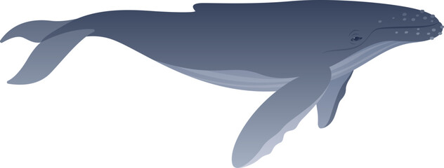 Realistic color vector illustration of humpback whale. Marine carnivorous mammal isolated on white background. Animal graphic. Wild ocean life of the world.
