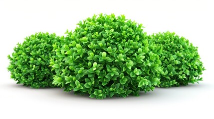 Three lush green bushes with dense foliage presented on a pure white backdrop, emphasizing their vibrant color and texture