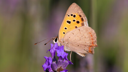butterfly on flower