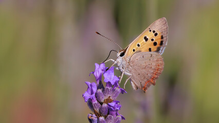 butterfly on flower