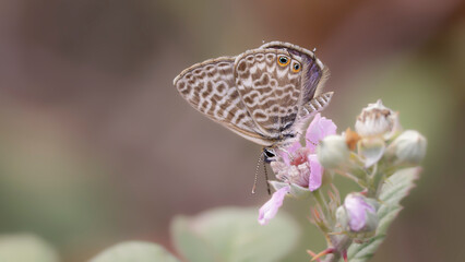 butterfly on a flower
