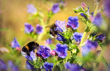 Honey plant blueweed and bumblebee collecting nectar